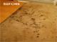 Carpet Cleaner Bio